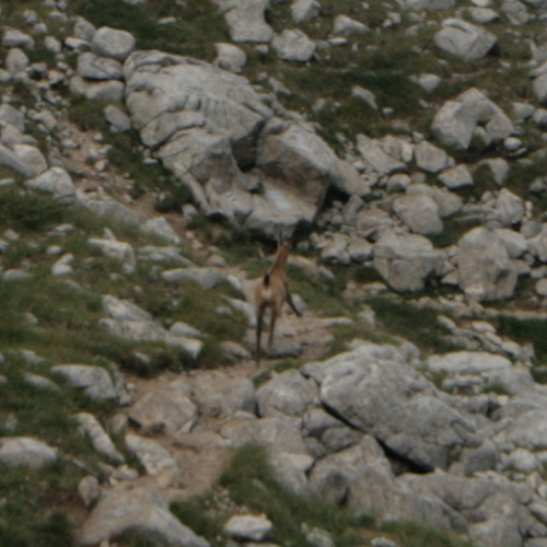 Дива коза в местността Казана в Пирин